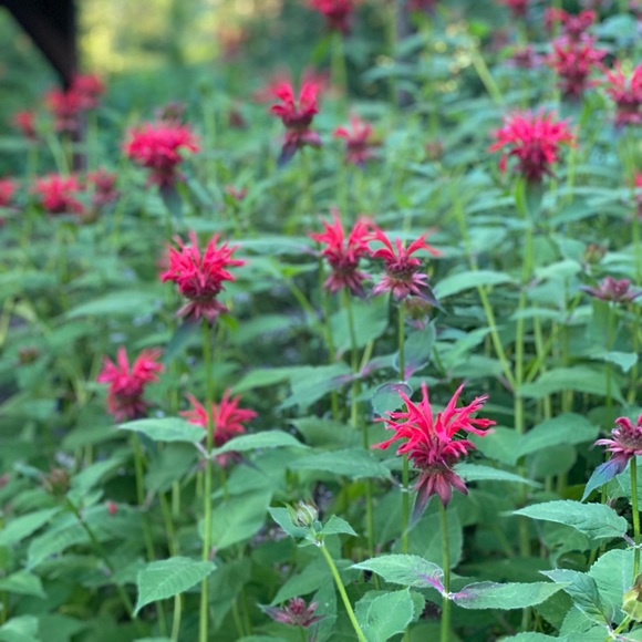 Meet your Posher, Orit - Picture 1 of 1